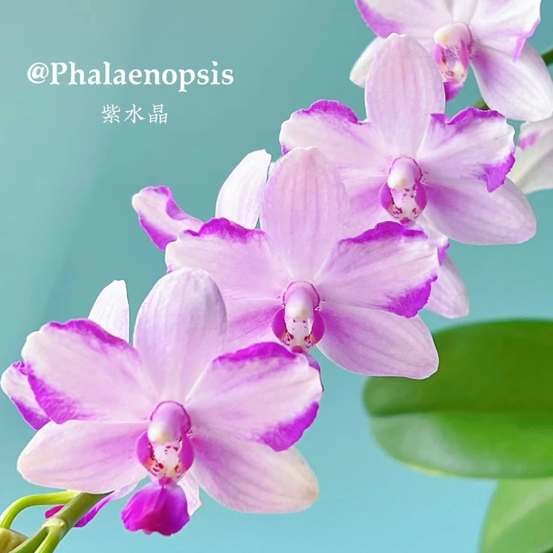 蝴蝶兰花苗【紫水晶】2.8寸无花剑剪过自然梗介意勿拍