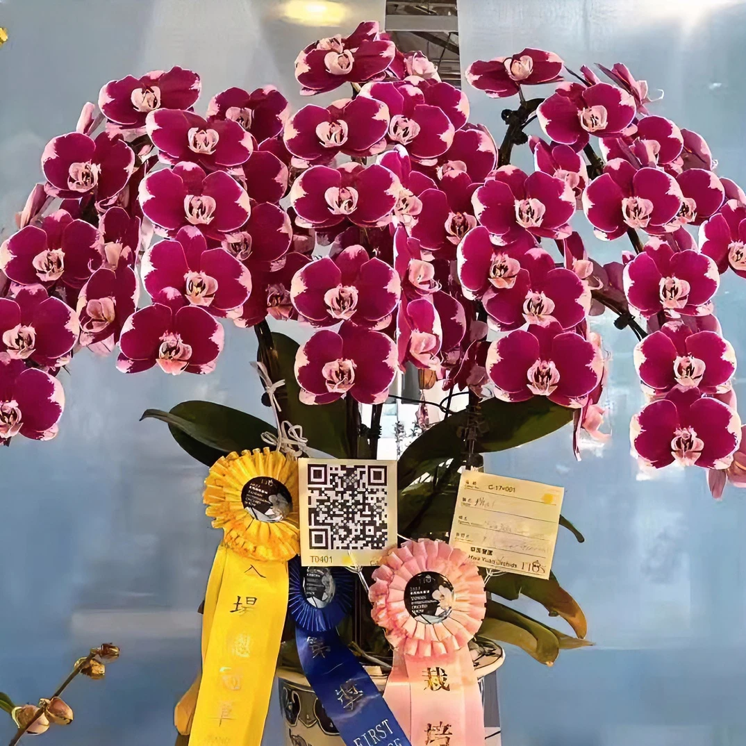 花苗【五星上将】3.5寸带花剑大花