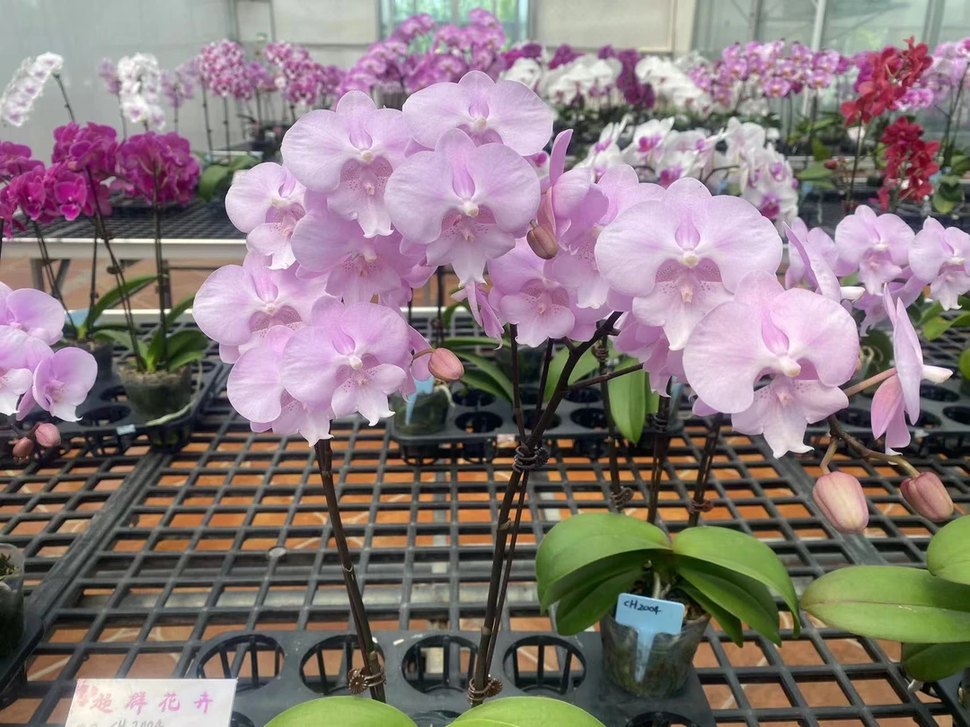 花苗【CH2004大舌头】3.0寸破损苗中花粉色大舌头