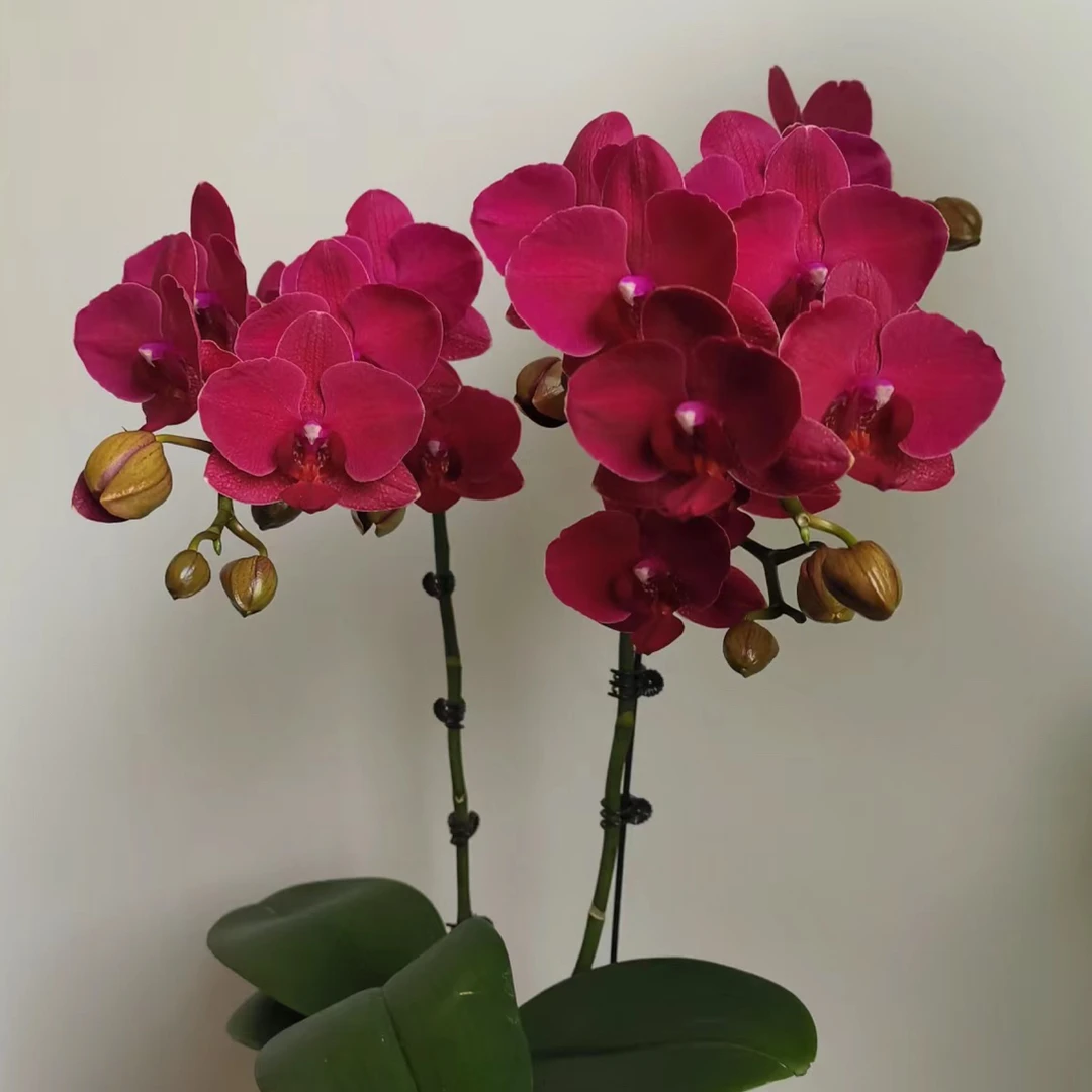 花苗【蒙特勒3.5寸无剑四季开花高端花卉叶片有损