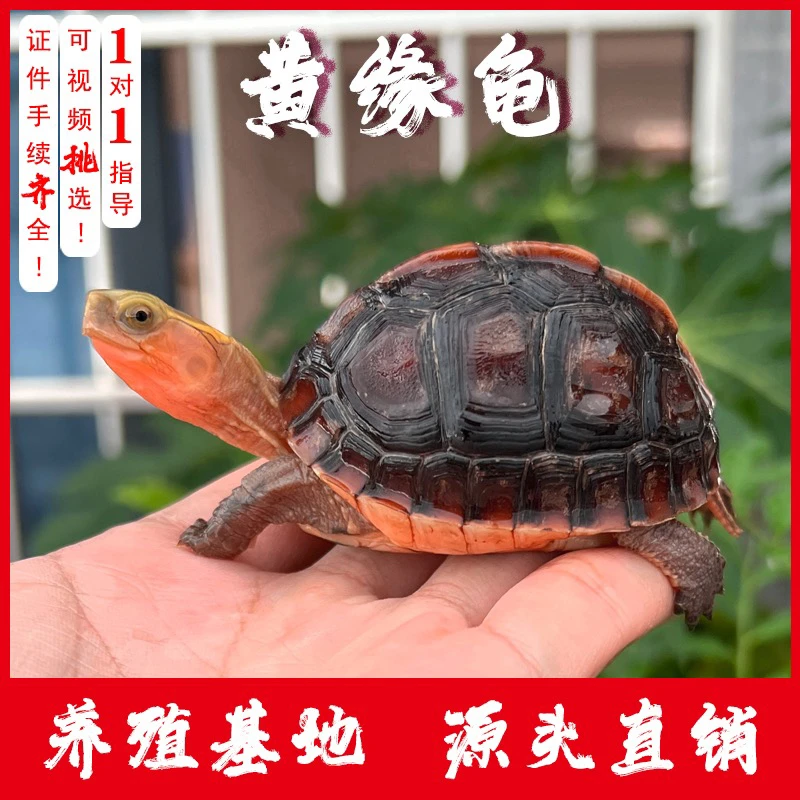 人工合法养殖闭壳龟皖南皖西安缘大陆缘活体网红宠物高背球体