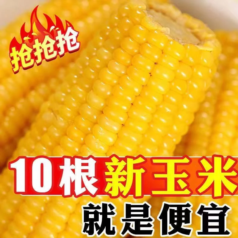 【试吃2根】正宗东北黄糯玉米棒子低脂代餐现摘真空包装10根6-7斤