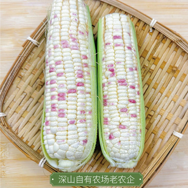 武夷一方田深山花糯玉米（5斤装）新鲜甜糯彩色食用饱满香糯原生态