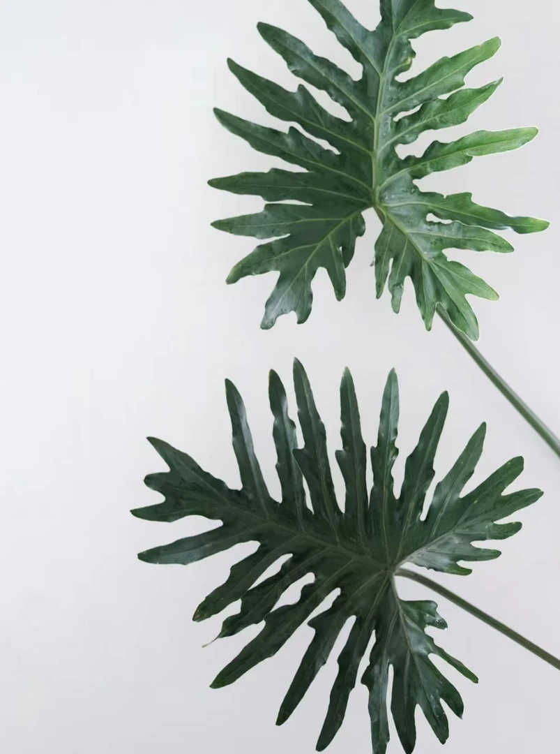 春雨鲜切枝云南基地直发