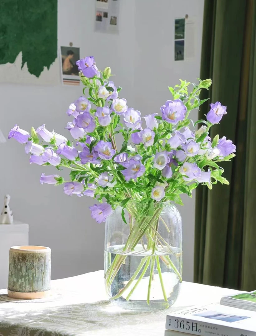 风铃鲜切花云南基地直发