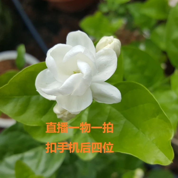 横县茉莉花盆栽盆景室内花卉绿植老桩植物好养的开花重瓣绿色发货