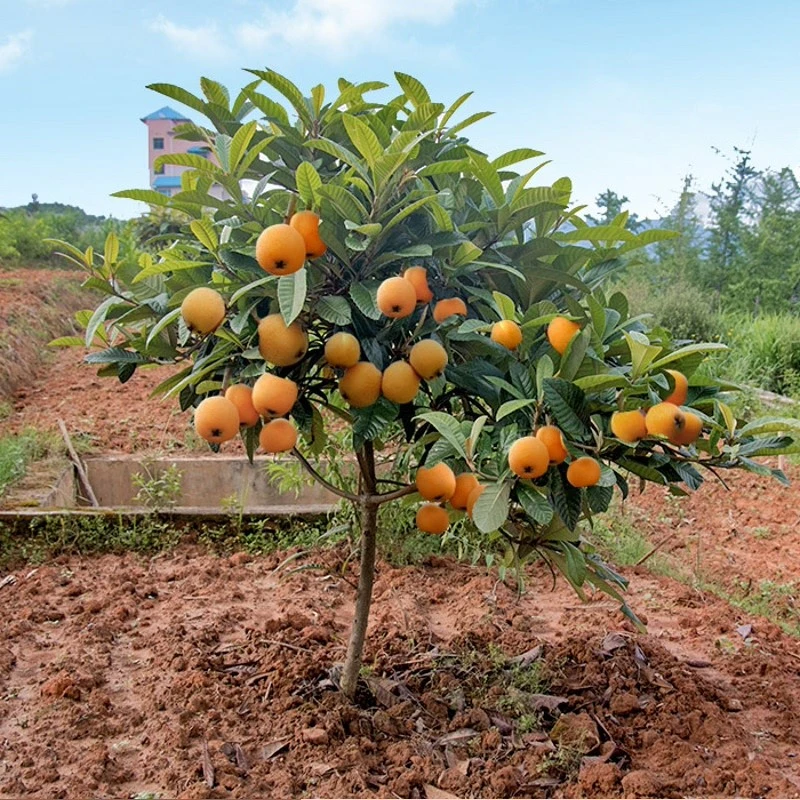 枇杷苗树无核砂糖枇杷树果苗琵琶嫁接盆栽特大庭院种植枇杷树苗