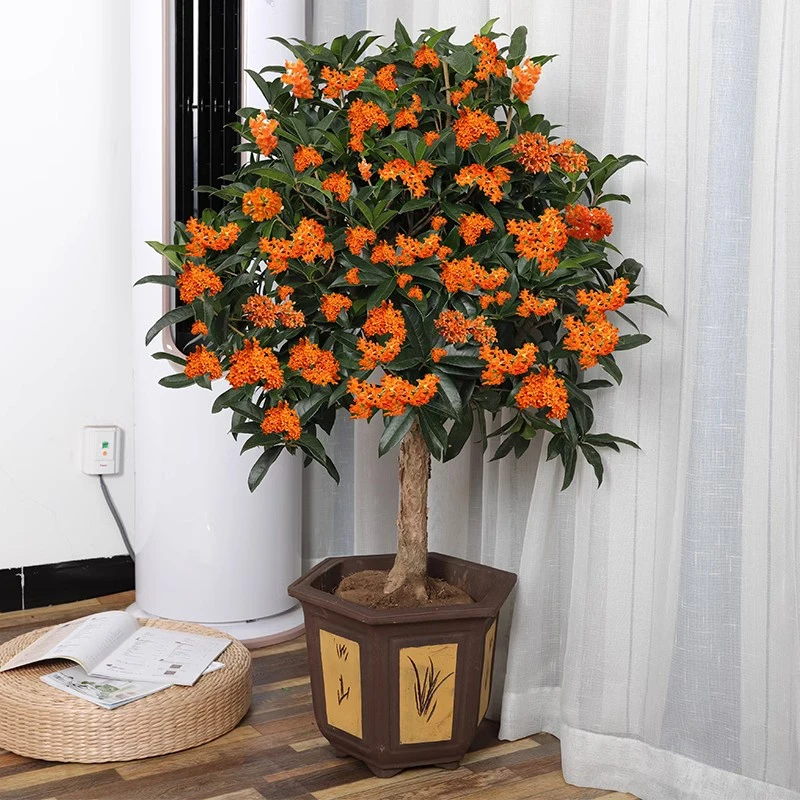 桂花树苗盆栽四季常青花卉沉香嫁接八月金桂花庭院室内外阳台植物