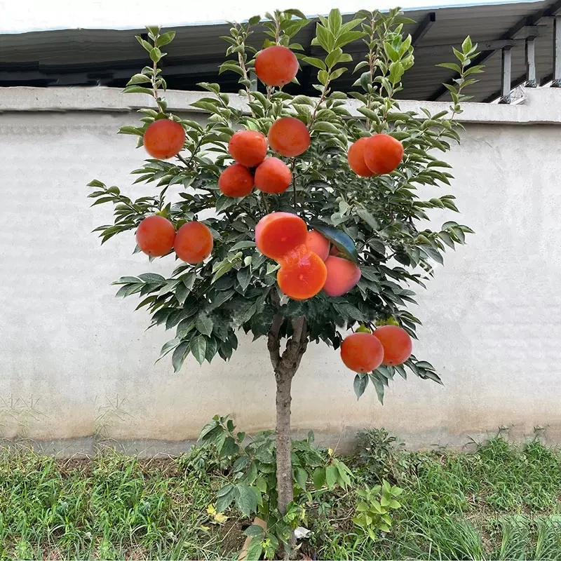 柿子树果苗盆栽地栽耐寒庭院种植南方北方脆甜柿子苗树特大果树苗
