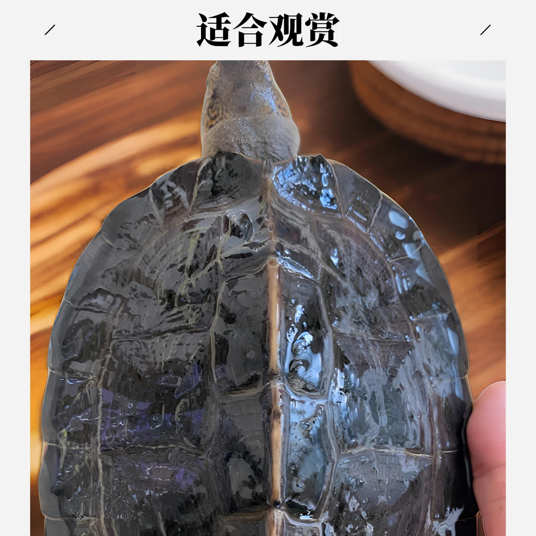 亚巨观赏龟1年左右，人工合法养殖，好养快大