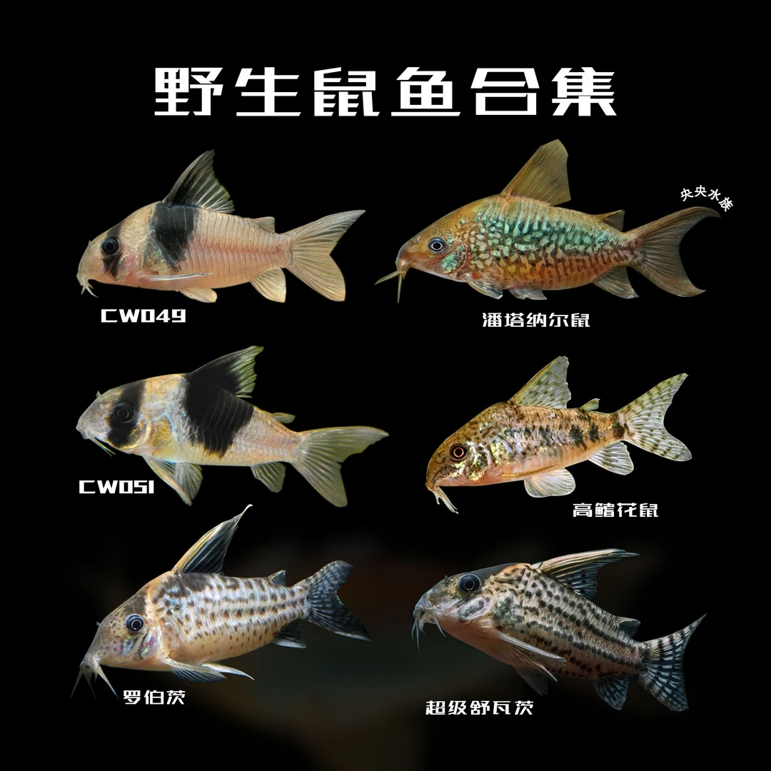 1野生鼠鱼合集 超级双色罗伯茨鼠鱼潘塔纳尔鼠鱼南美鱼热带鱼