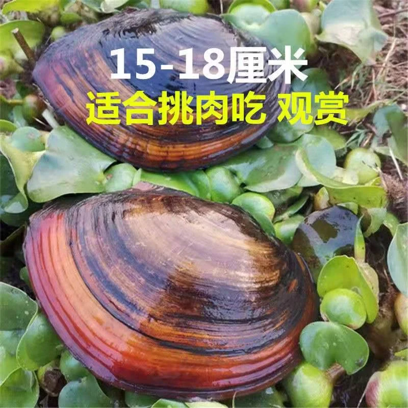 河蚌淡水鲜活 鱼塘食用河蚌水产可观赏河蚌活体河蚌苗非珍珠蚌