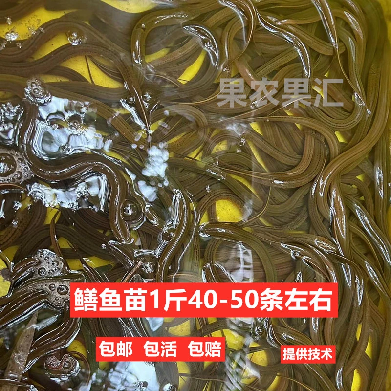 养殖小黄鳝活体一斤50条左右  稻田食用盘龙鳝包活到家