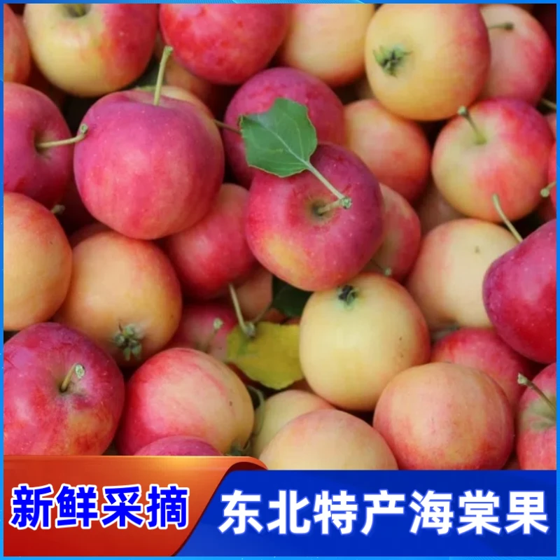 东北沙果海棠果新鲜水果海棠红小苹果源产地现摘现发当季