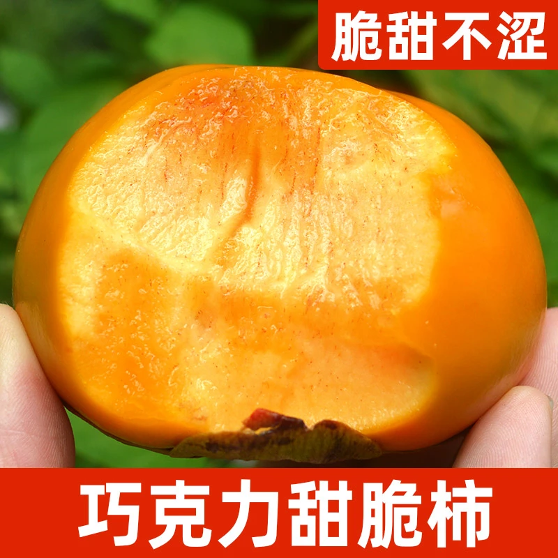 【脆甜不涩】山西陕西阳丰巧克力脆甜柿子硬柿子新鲜水果4.5-9斤