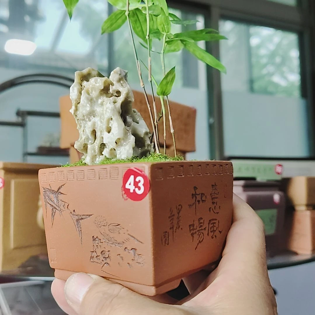 盆景,黑竹,玲珑石