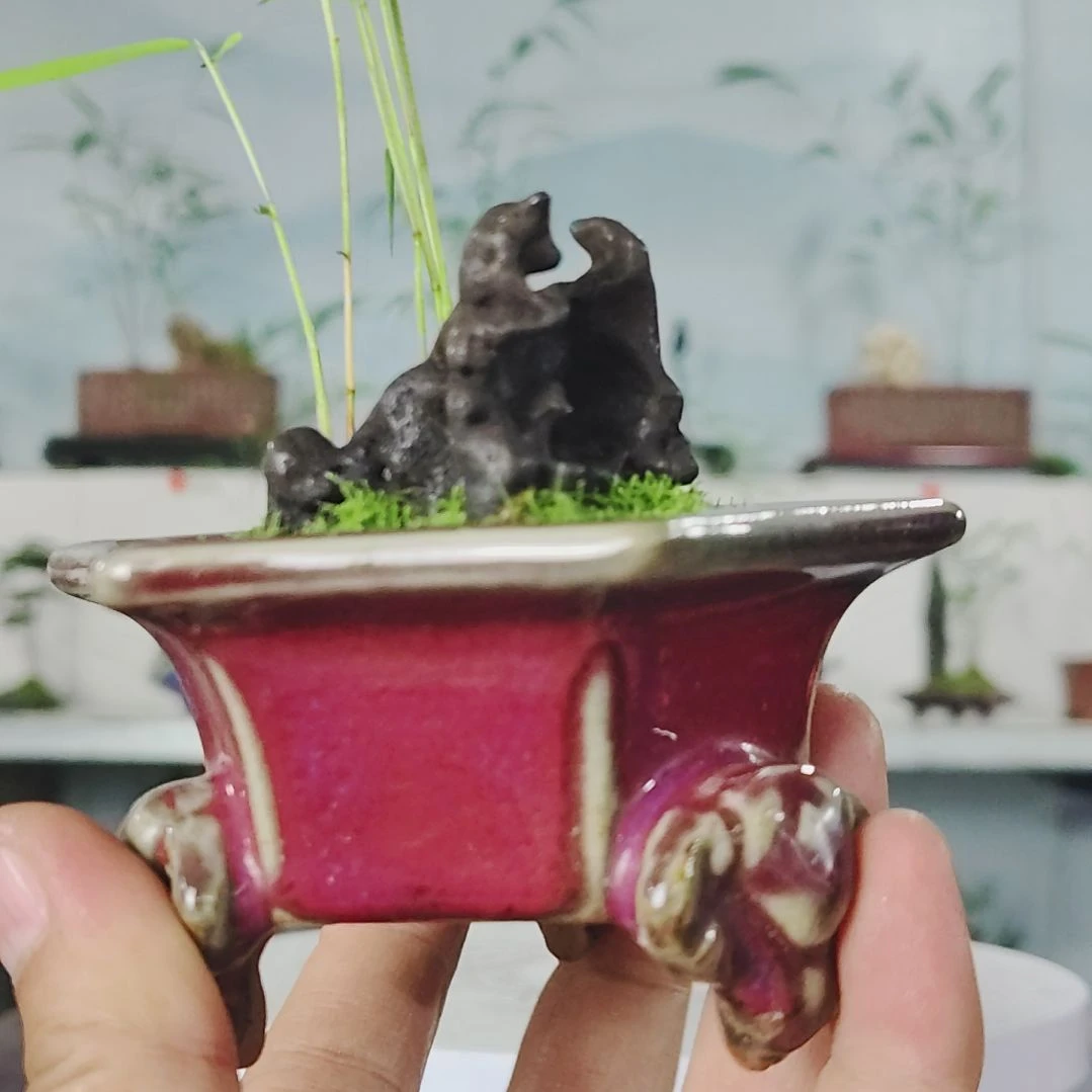 盆景，小玉山竹，太湖石?****?