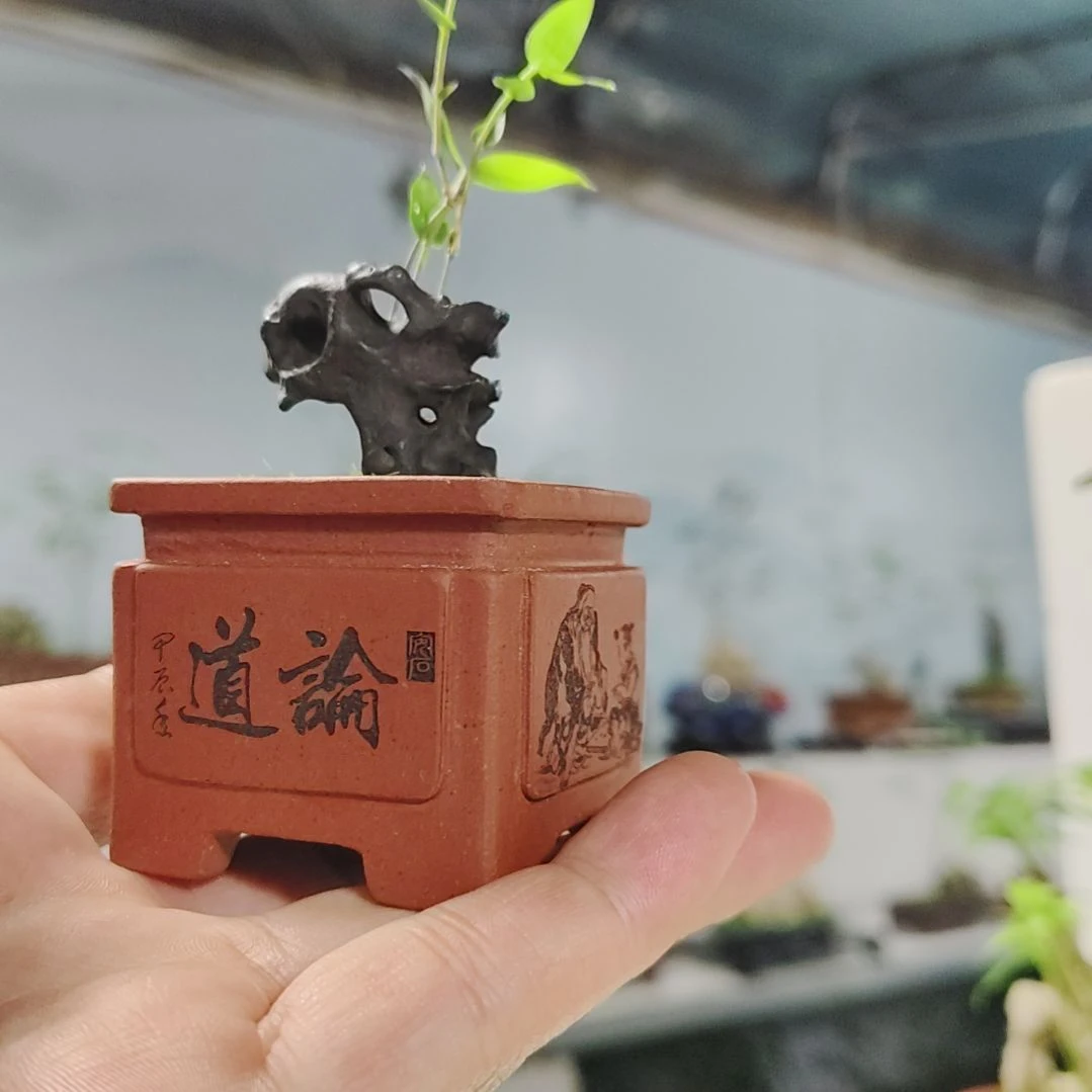 盆景，黑竹，太湖石