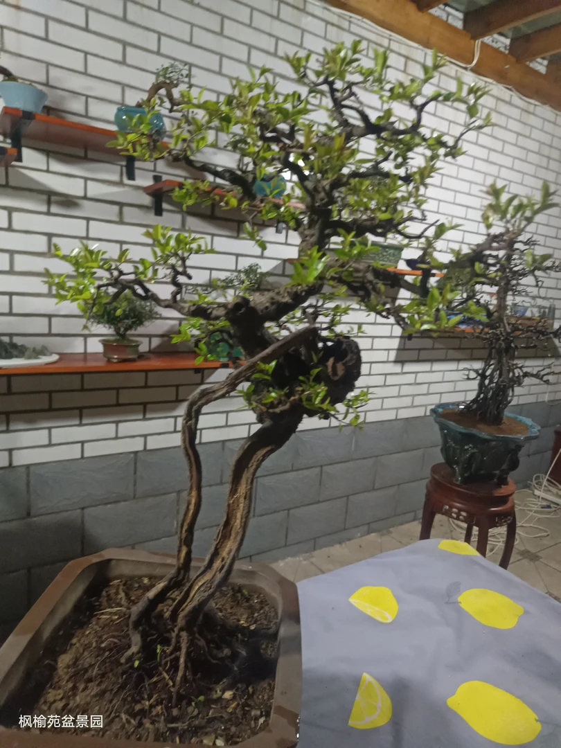 枫榆苑 精品 盆景