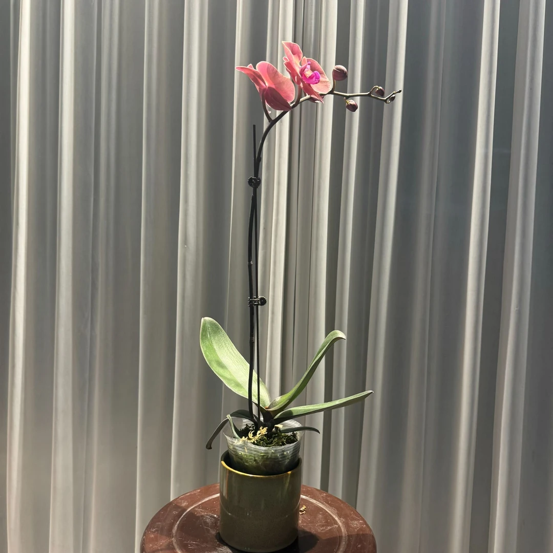 花大王【欣欣向荣】全花发货 复古红精美蝴蝶兰 基地直发