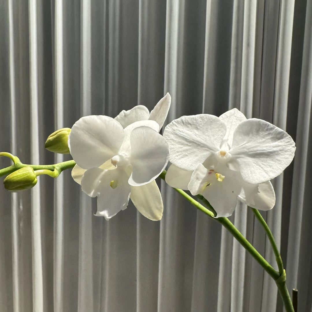 花大王【白天鹅】高芽苗子不带花 3.0寸杯白色系蝴蝶兰 基地直发
