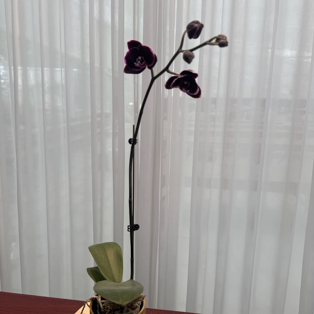 花大王【哈爸出梗苗】3.5寸杯黑色蜡质花网红蝴蝶兰