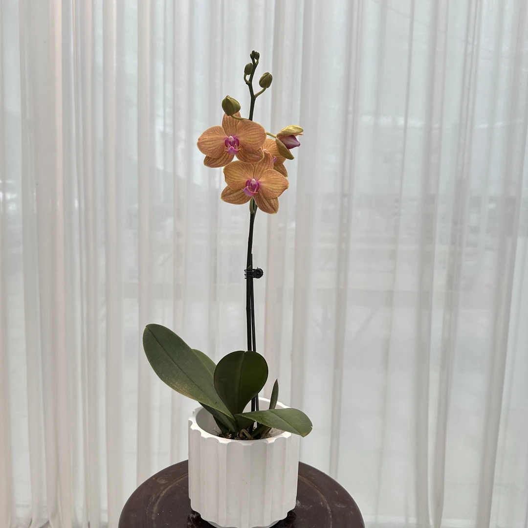 花大王【皮亚琴察】全花发货无售后  2.8寸单花剑蝴蝶兰