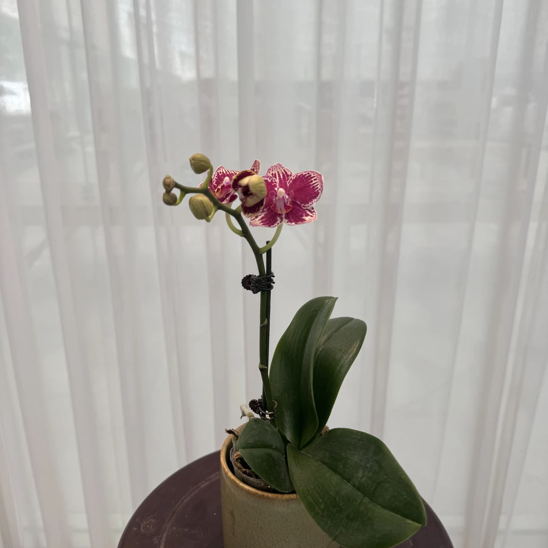 福利品【可乐】*2带花发货 2.8寸杯 紫红色系蝴蝶兰 基地直发