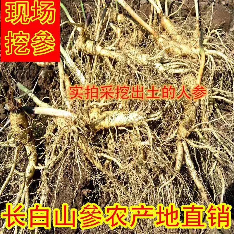 （福利款）长白山带土小爪子鲜参250克