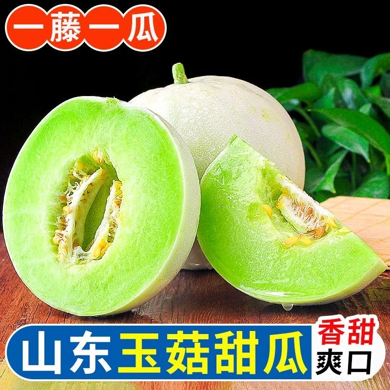 【山东玉菇甜瓜】正宗冰淇淋香瓜脆甜香当季新鲜水果哈密瓜
