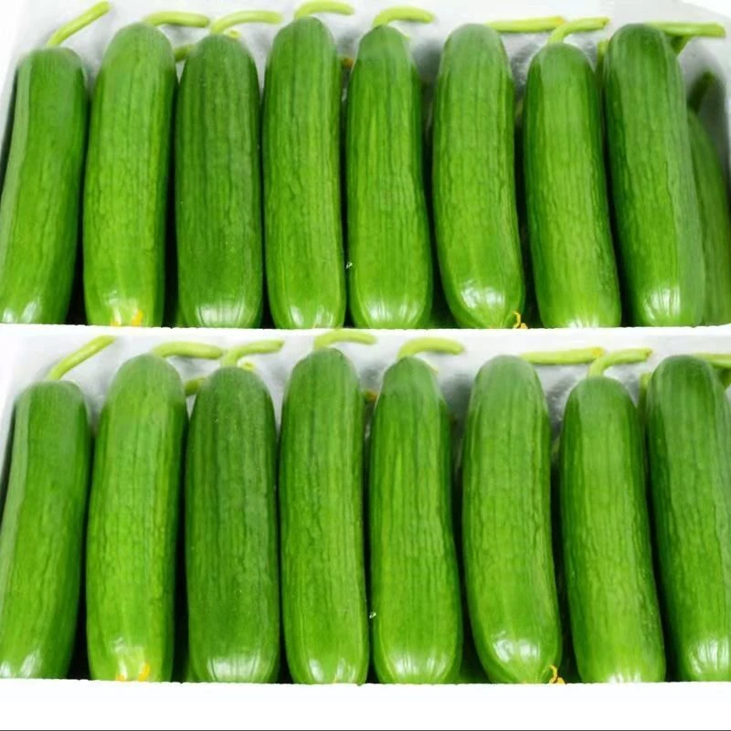 水果黄瓜2.7斤新鲜时令应季即食现摘新鲜小青瓜生吃孕妇水果蔬菜