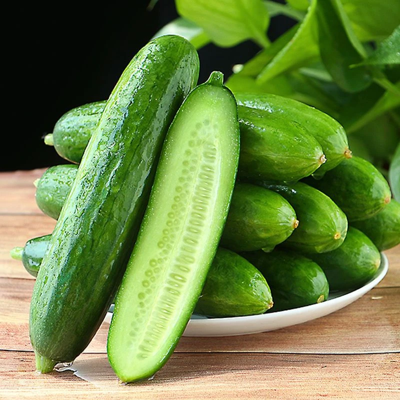 水果黄瓜4.5斤小青瓜新鲜时令应季即食现摘新鲜青瓜孕妇水果莹姐2