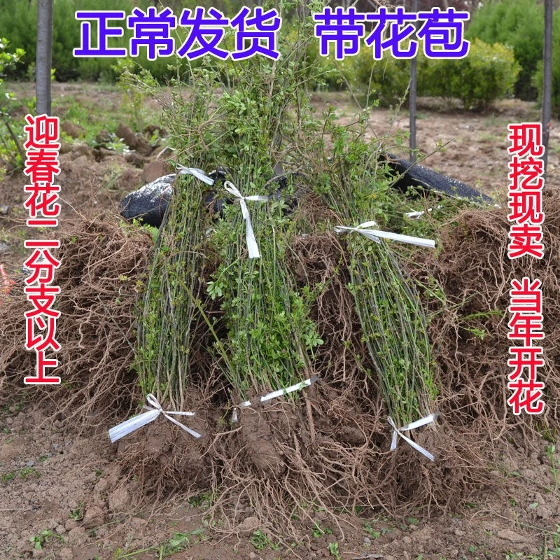 迎春花金黄迎春花卉观赏攀援绿植绿化花苗连翘树苗黄老虎垂吊花