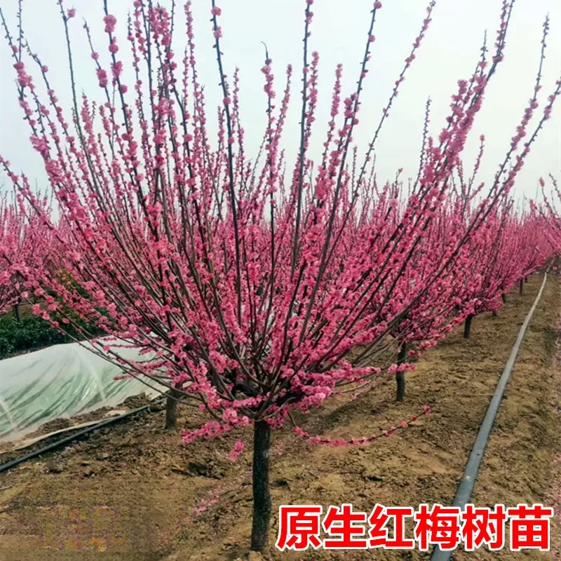 原生红梅花树苗庭院地栽盆栽老桩耐寒冬季开花卉浓香高杆骨里红梅
