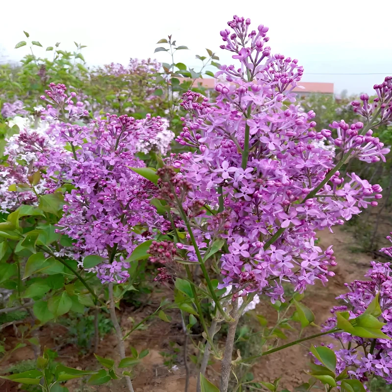 适用花园丁香花树苗紫丁香花苗四季盆栽地栽南北方耐寒庭院藤植物