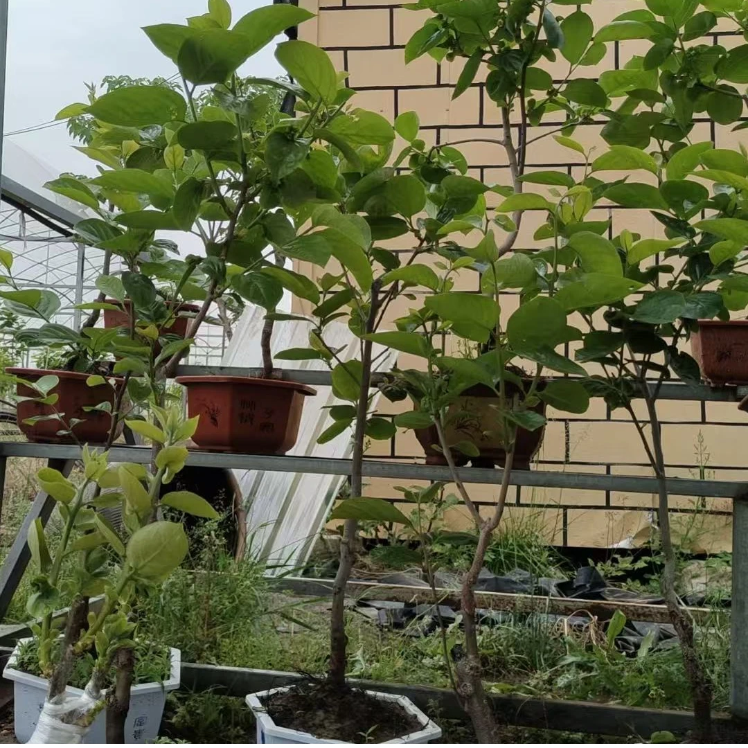 精品盆景(太秋)一物一拍