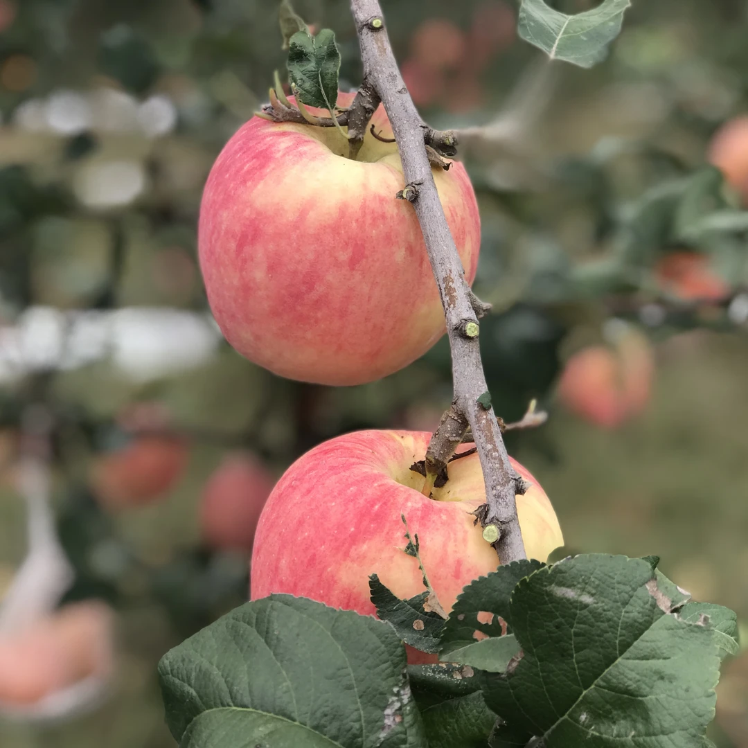 【顺丰发货】甘肃平凉秦脆脆甜可口独特香气4.5斤包邮