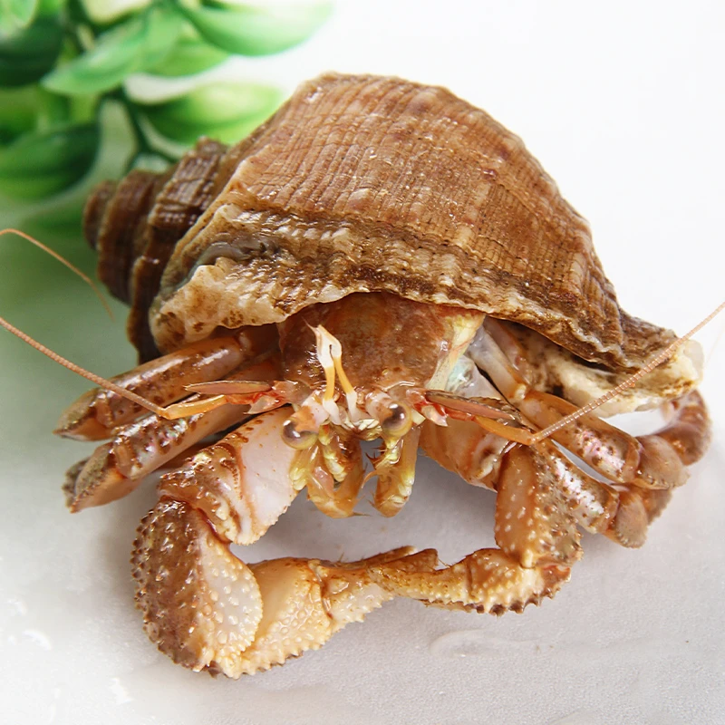 【精挑中大号带壳活发】野生虾怪海怪深海食用寄居蟹【保鲜不包活】