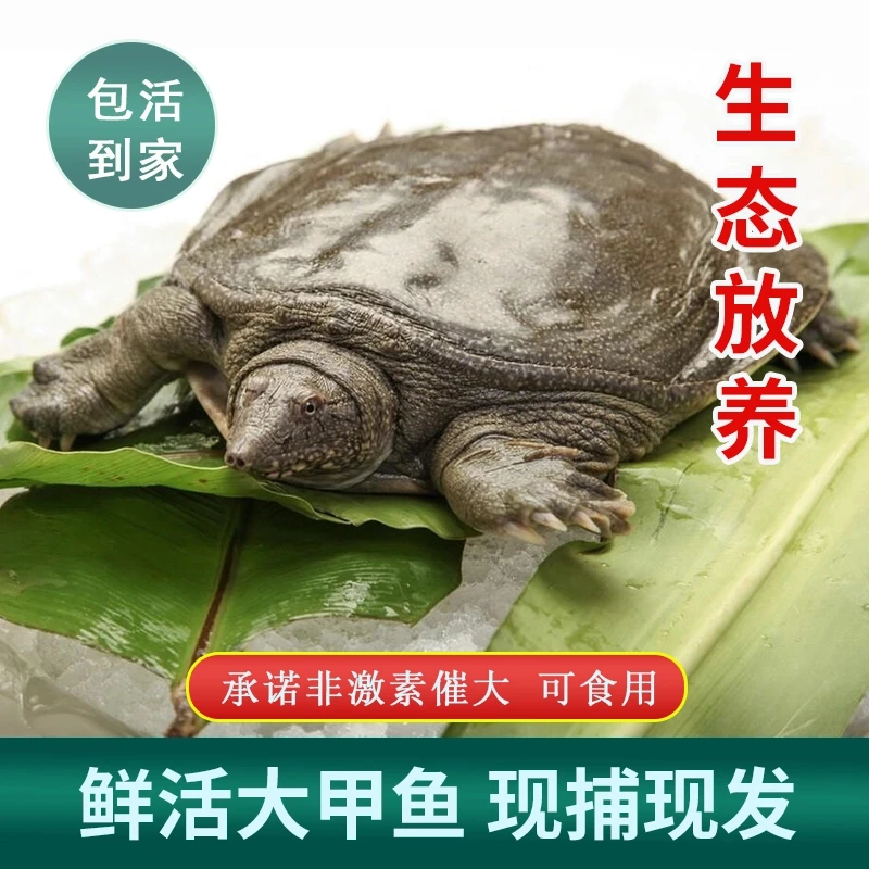 【一物一拍】农户直发生态甲鱼外塘散养包邮发货到家青背白底水鱼