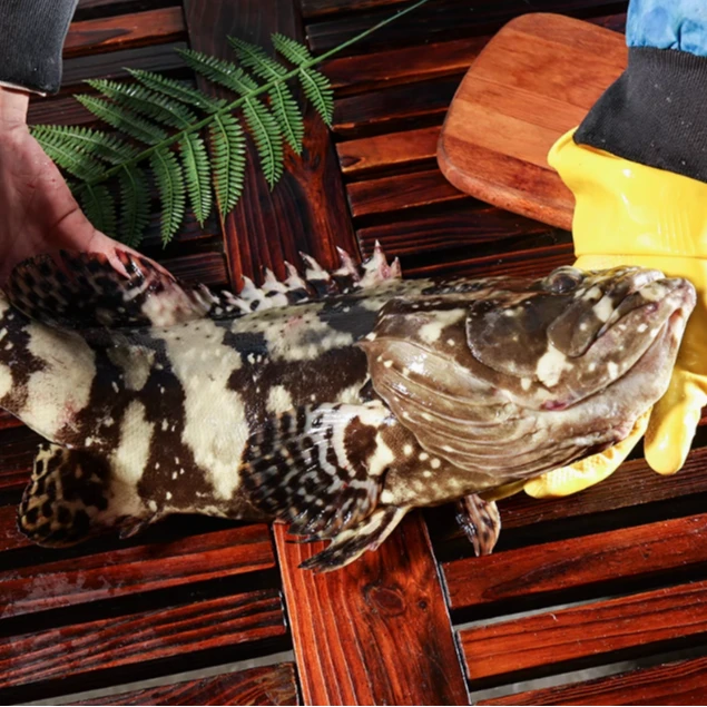 海捕石斑鱼深海鱼  龙胆石斑鱼 多规格可选