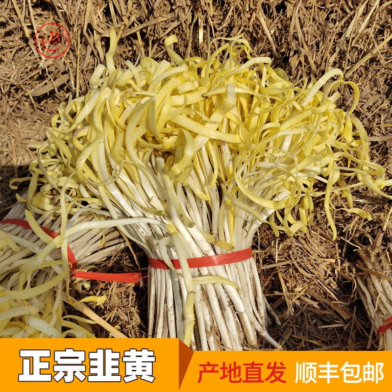 新鲜韭黄兰州张家大坪韭菜嫩芽土特产现挖金杆黄蔬菜食用饺子食材