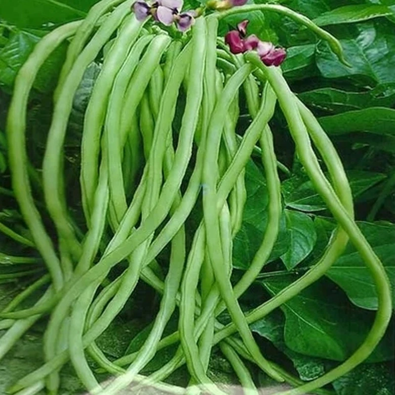 无架豆种子不搭架豆角种子豇豆种籽四季播种盆栽庭院春秋蔬菜种子