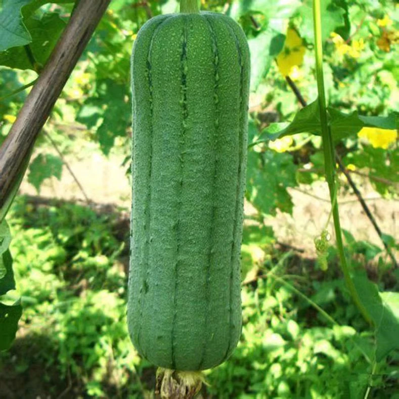 肉丝瓜种子香嫩丝瓜种籽子家庭小院菜种子小菜园阳台盆栽蔬菜种子
