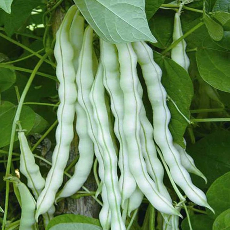 九粒白芸豆种子豆角种子庭院菜种子菜园种菜籽春夏秋季蔬菜种子孑