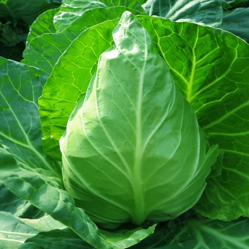 牛心甘蓝种子牛心包菜种籽卷心菜阳台小院春秋季蔬菜种子庭院菜籽