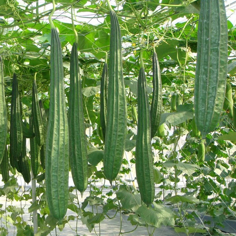 棱丝瓜种子香嫩水瓜种子庭院菜种子菜园阳台盆栽菜籽易种蔬菜种子