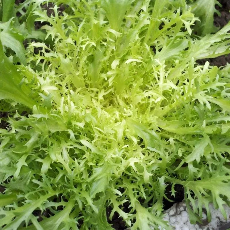 黄心苦苣种子花叶苦菊种子庭院菜种子菜园阳台四季播盆栽蔬菜种子