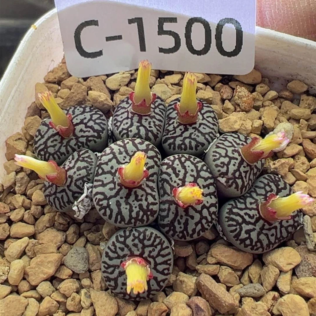 多肉植物1111111111111