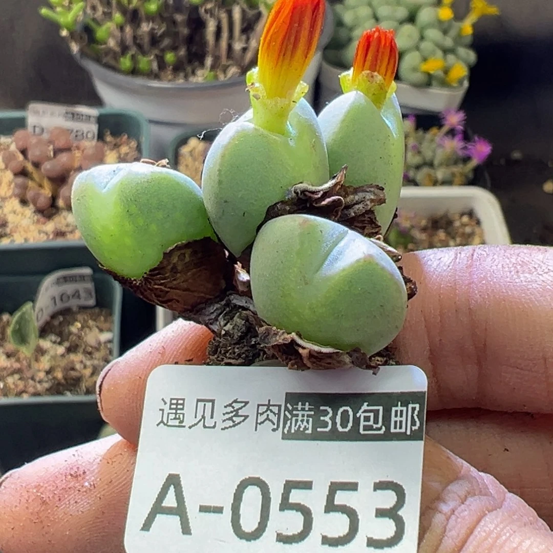 多肉植物111111111111111