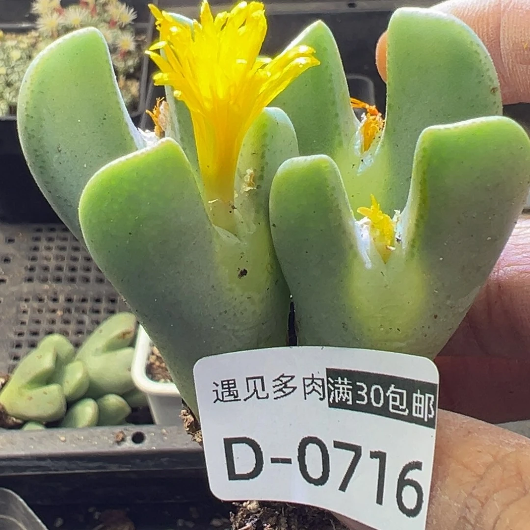 多肉植物11111111111111